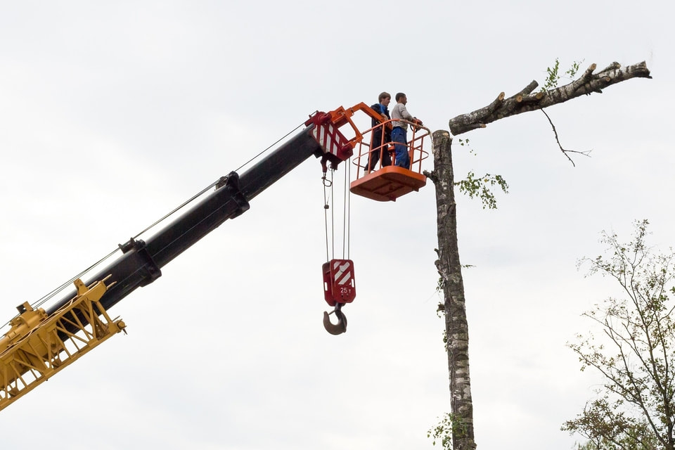 Picture: The tree care crew is using the boom truck to remove a tall tree in sections.