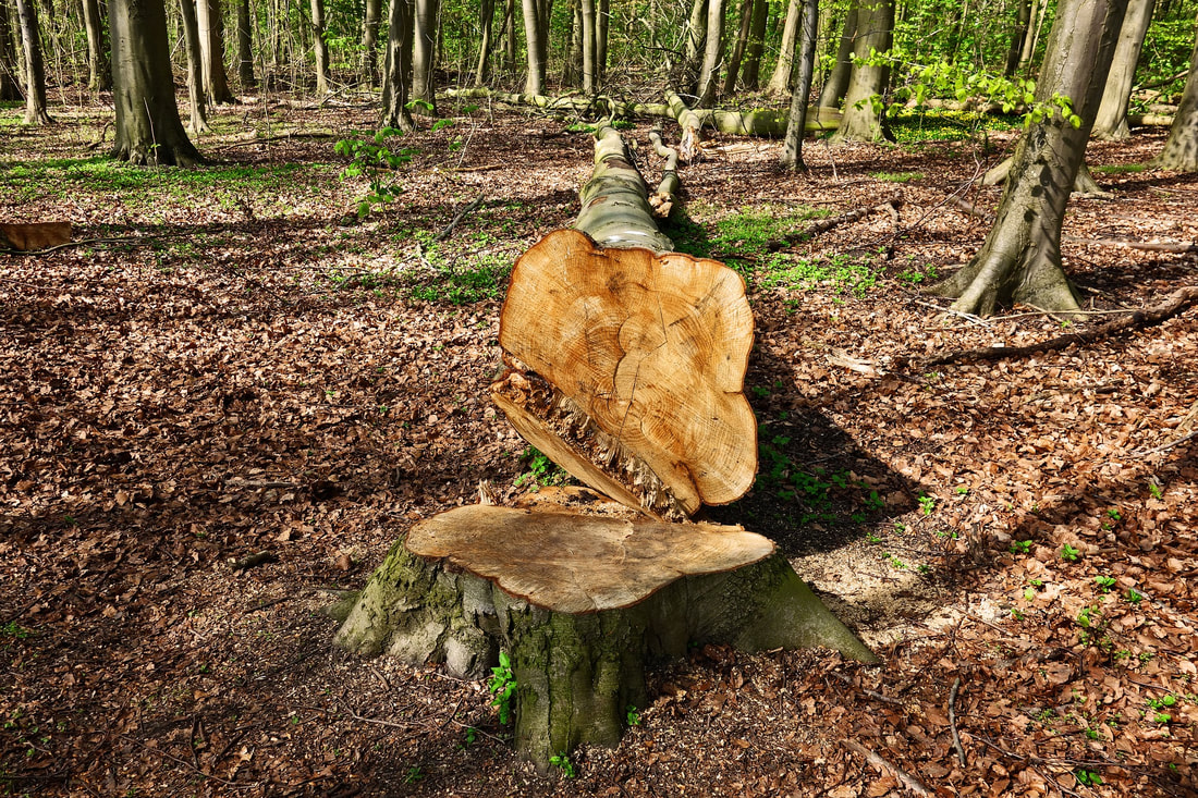 Picture: A recently felled tree lays by it's stump, waiting for removal.