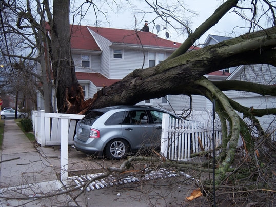 Picture: A car is stuck under a tree that has fallen onto it.