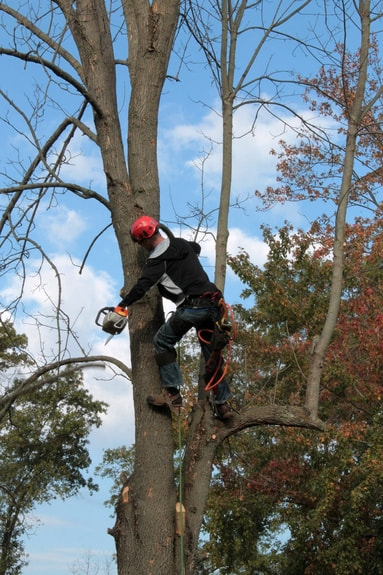 Picture: A tree care worker is using a chainsaw to trim dead branches.
