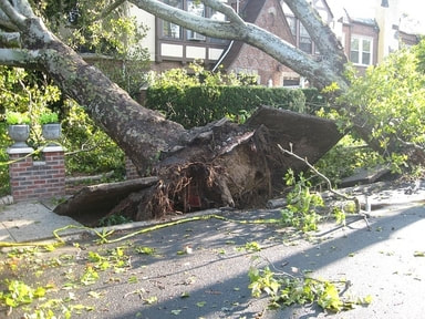 Picture: Two uprooted trees have caused damage to the sidewalk.